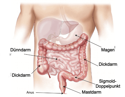 Bactefort Parasitenbekämpfung